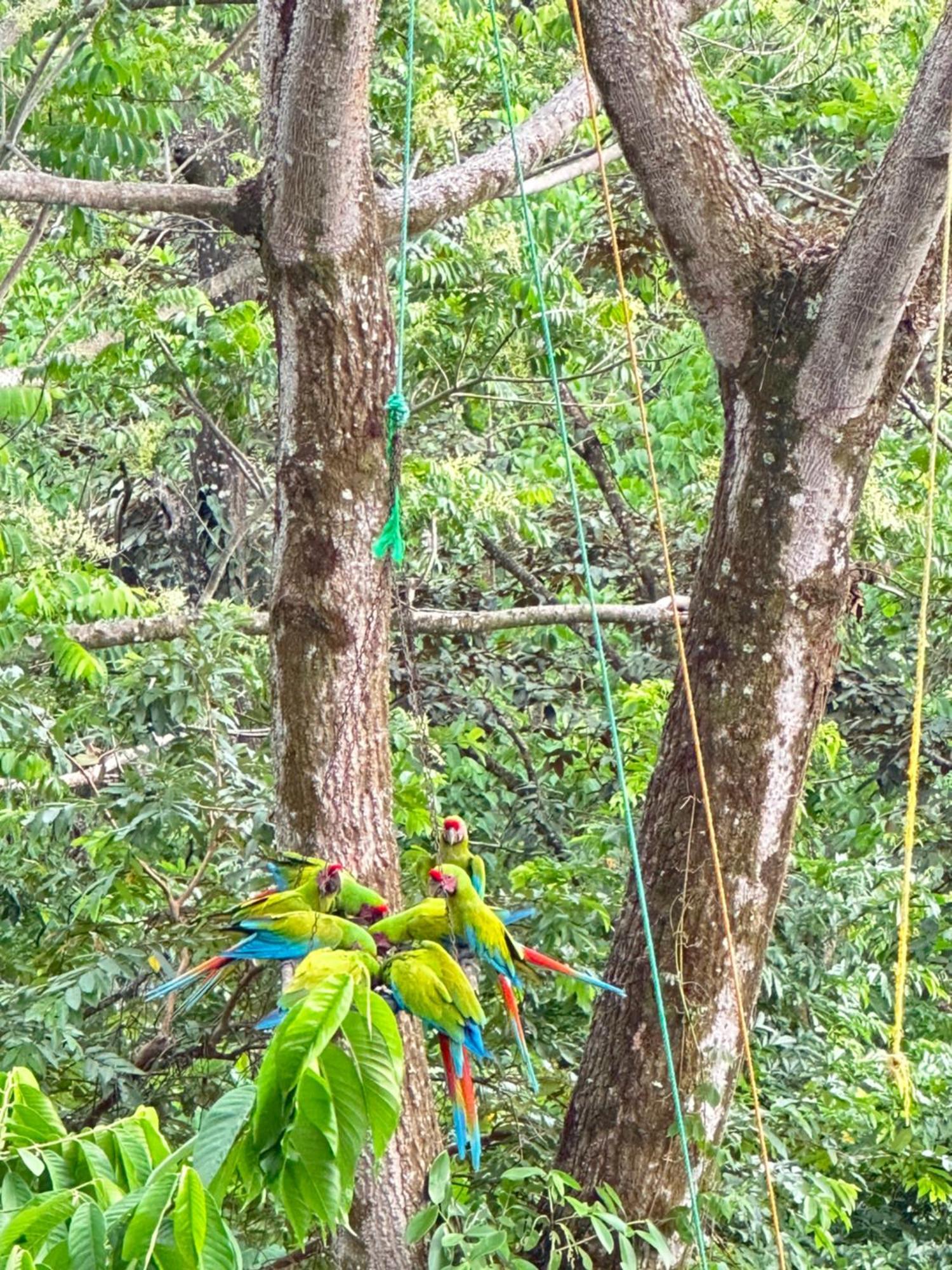 Oso Perezoso Pool Villa Puerto Viejo de Talamanca Bagian luar foto